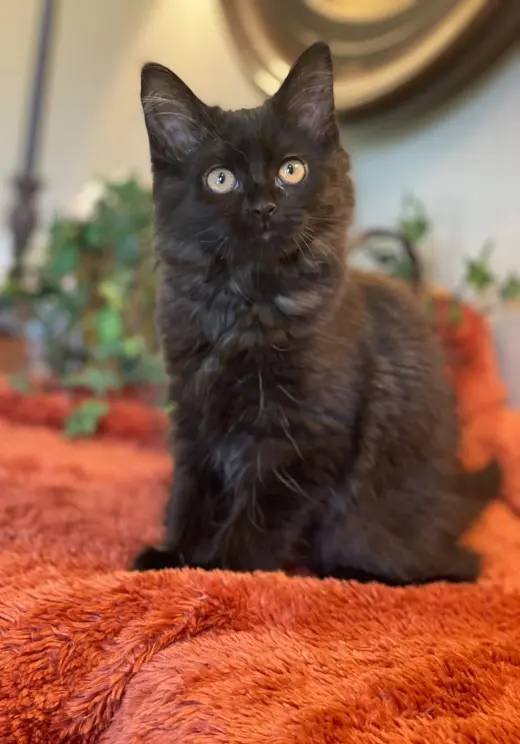 Elena