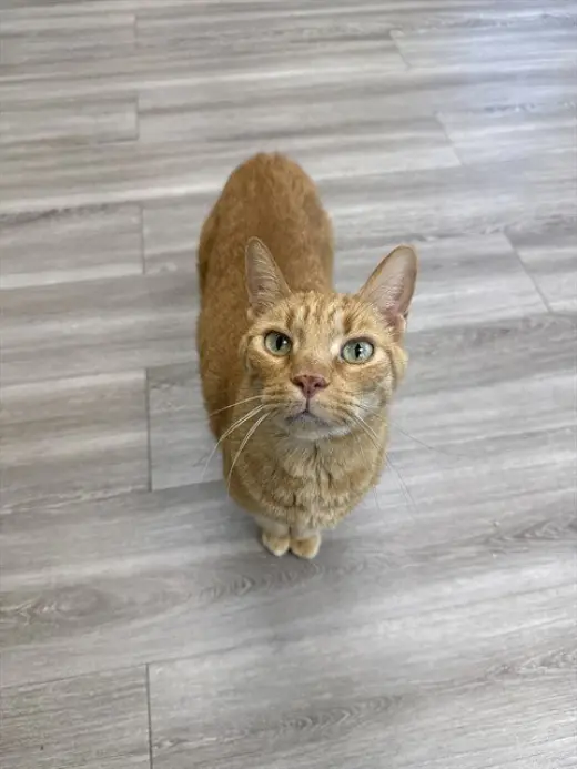 BAXTER