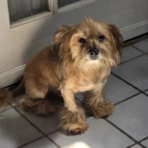 BENJI