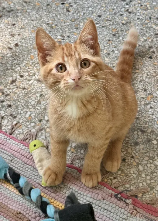 Roy (Available 8/7/26)