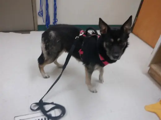 BELLA