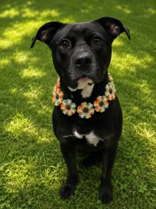 DARLA