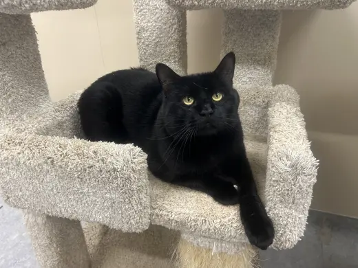 Brutus