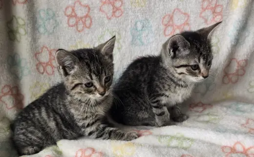FIA & FILI - Bonded Sisters