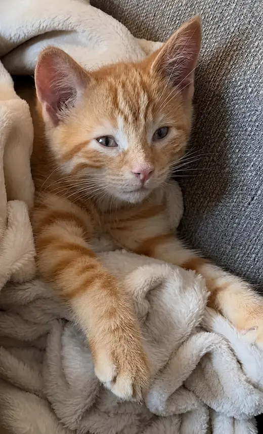 Kitten Rocky