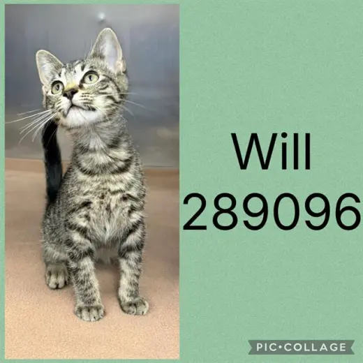 WILL