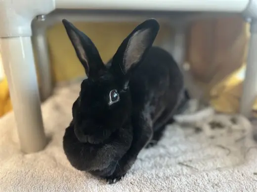 HOPPITY THE BUNNY