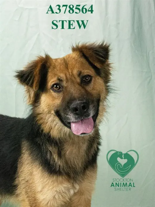 STEW