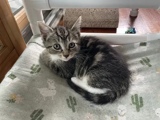 Peaches, Willow Grove Area, (FCID 7/15/2026-140)