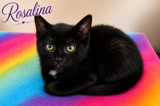Rosalina, Willow Grove Area, (FCID 7/15/2026-139)