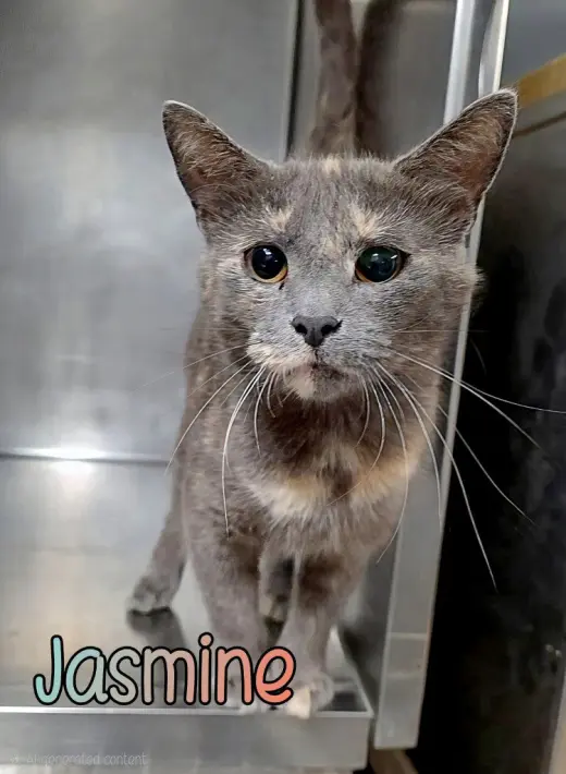 Jasmine