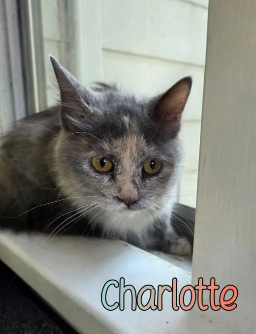 Charlotte
