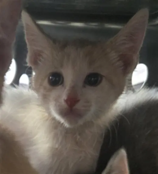 FRODO