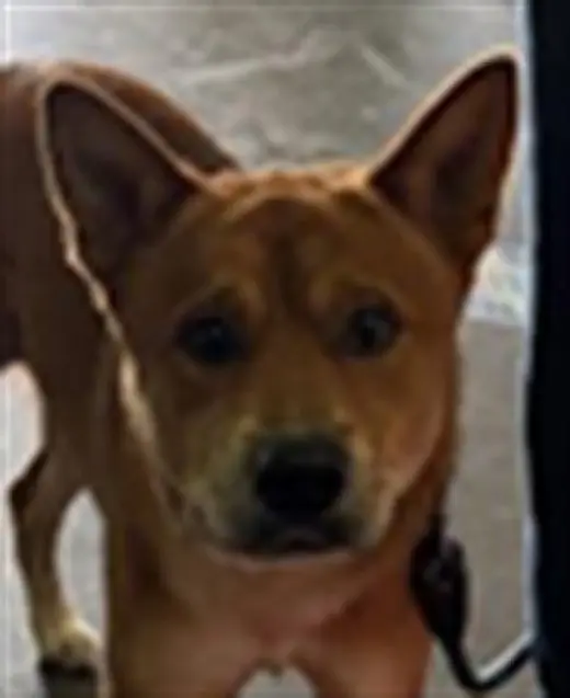 KUMA