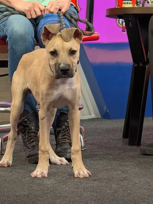 BOWIE