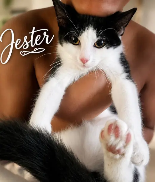 Jester (FCID# 06/24/2026 - 1 Brookhaven PS) KC