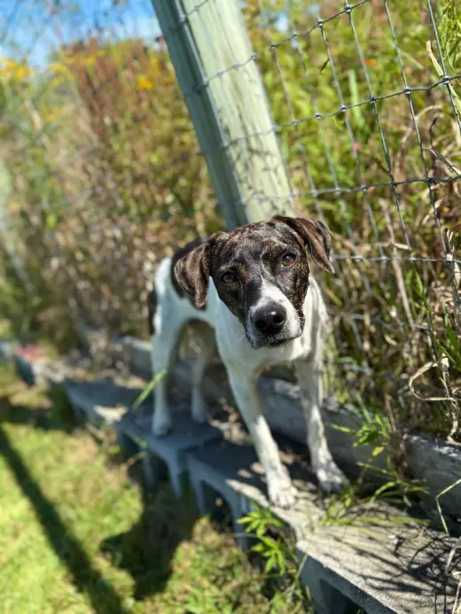 Piper