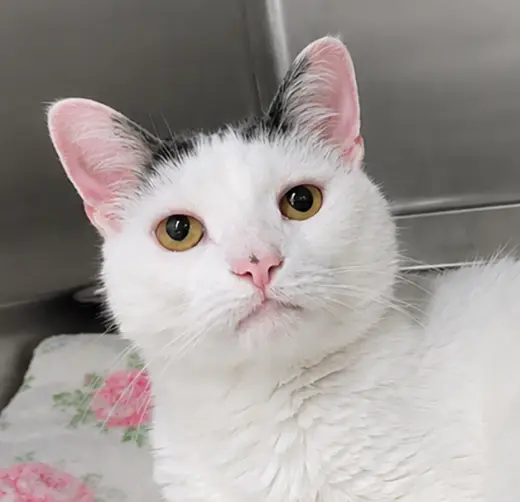Suki