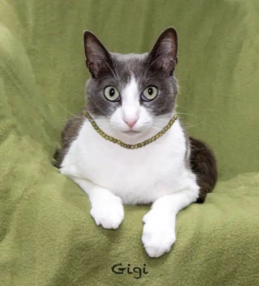 Gigi