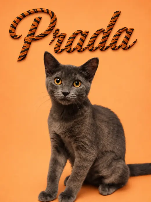 Prada (FCID# 07/07/2026 - 15 Middletown PS) DC