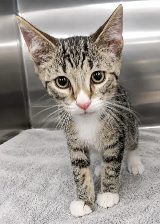 Kitten Hot Tub