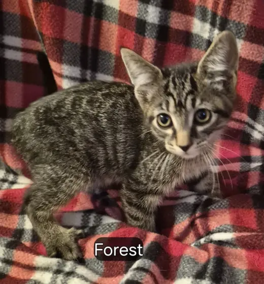 Forest