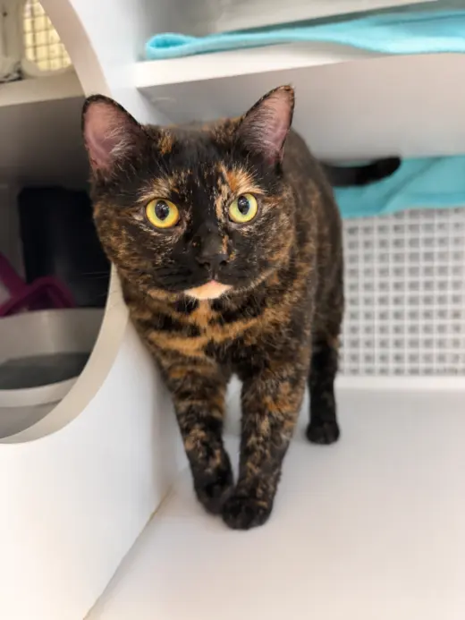 Nova (aka Susana Fontana Rosa)