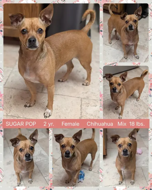 SUGAR POP