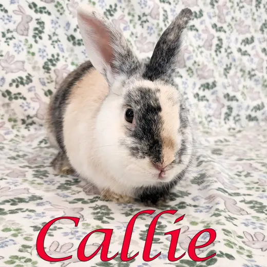Callie