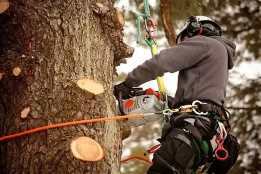 Velasquez Tree Service
