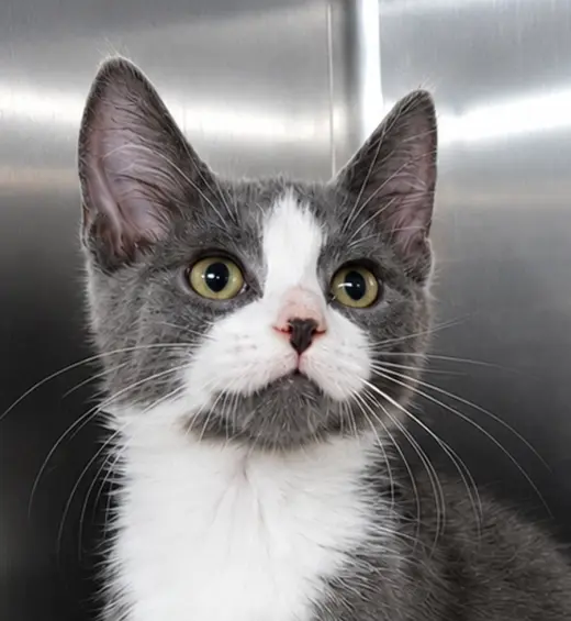 Kitten KC