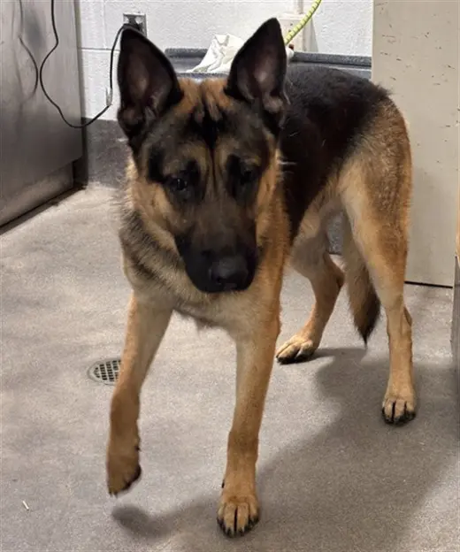 TAZ