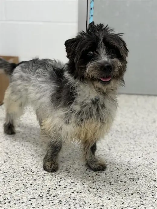 SIR SCRUFFINGTON