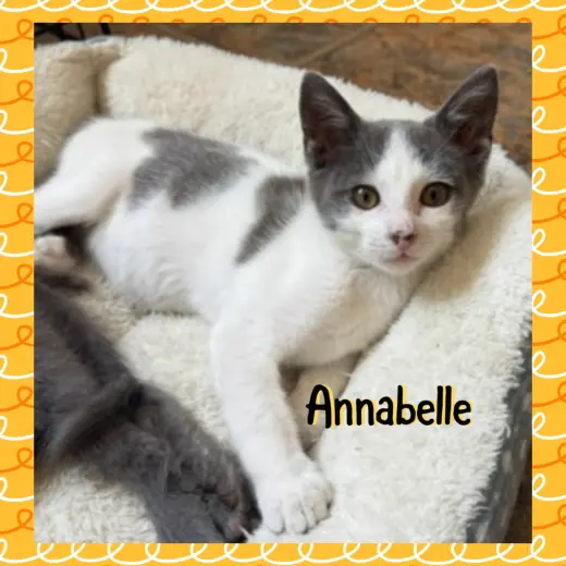 Anabelle