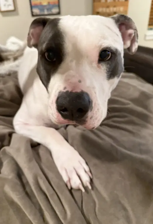 Hera