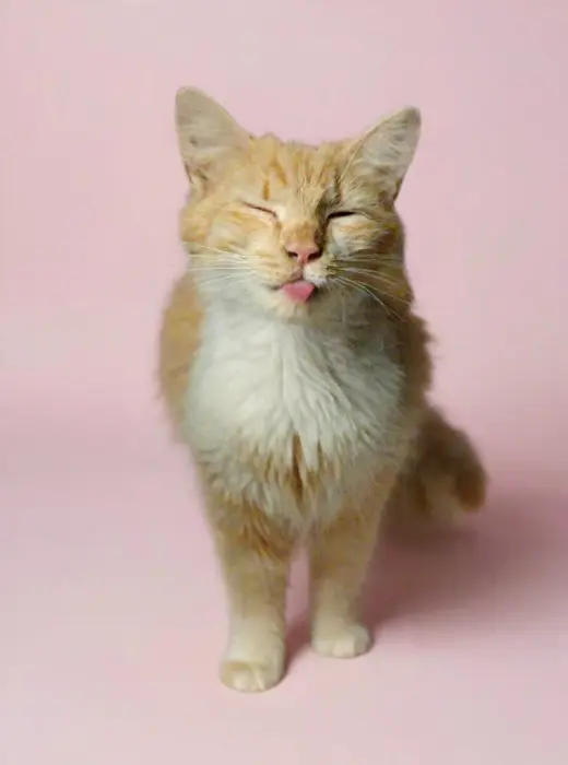 Rose 26/470