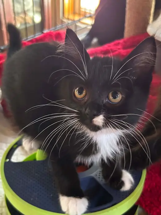 Lucille