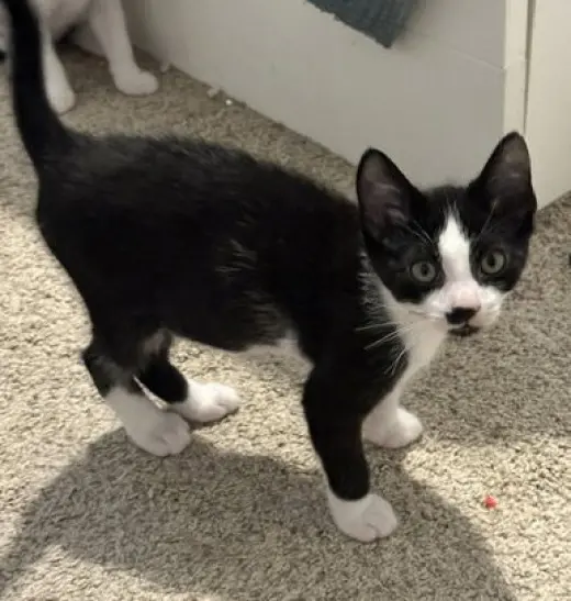 Pierre
