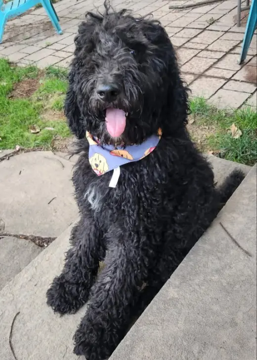 Luigi *Adoption Pending*