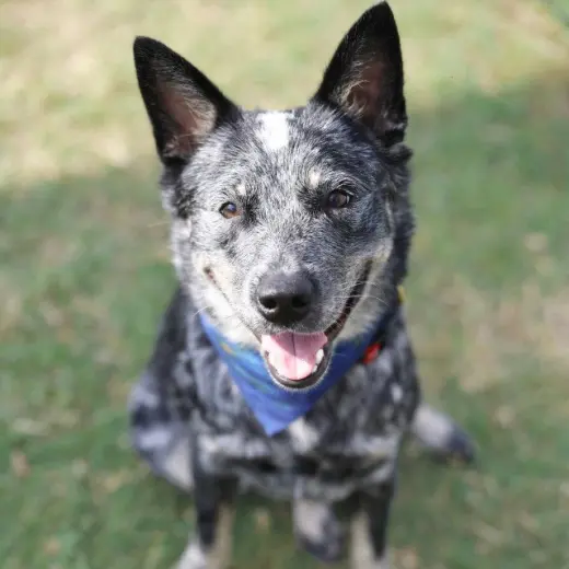 PEPPER