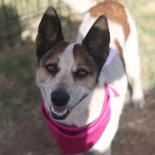 COCO