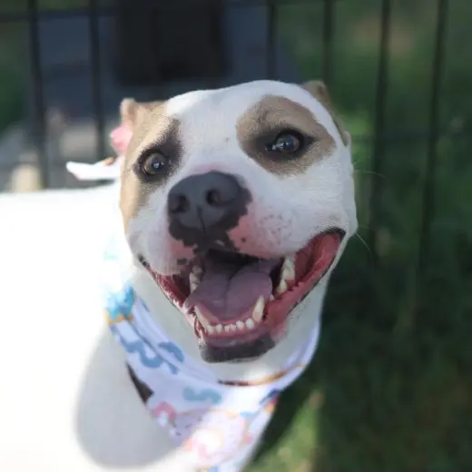 KODA