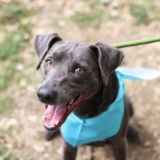 TOM