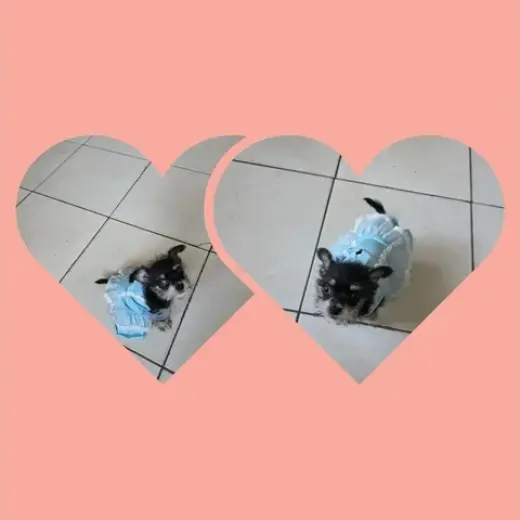 Perrita chizer negrita