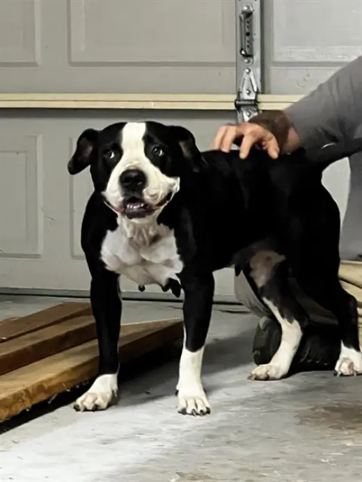 KUMA