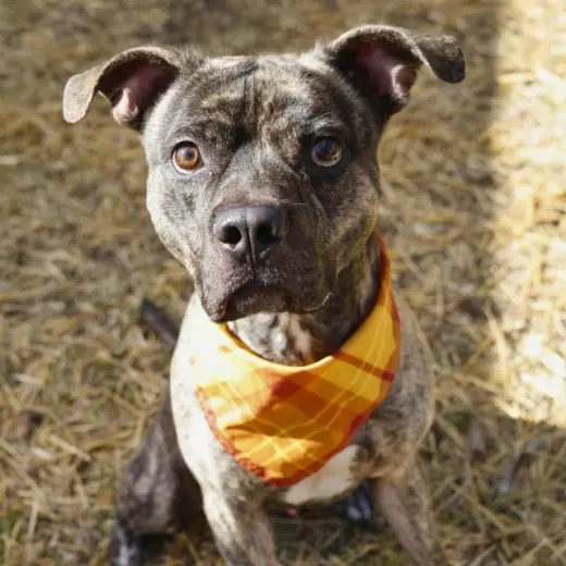 BUSTER BROWN