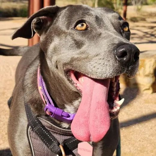 PENNY