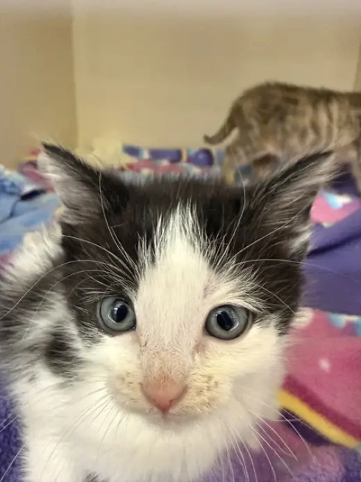 Ninja