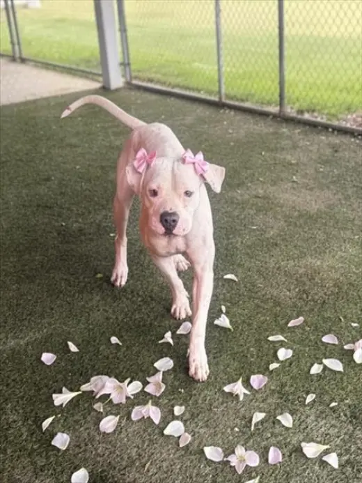 OPIE