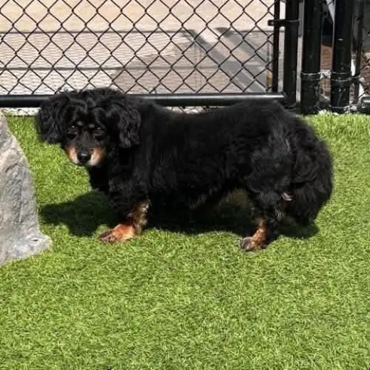 Bandit and Basque (senior bonded pair)